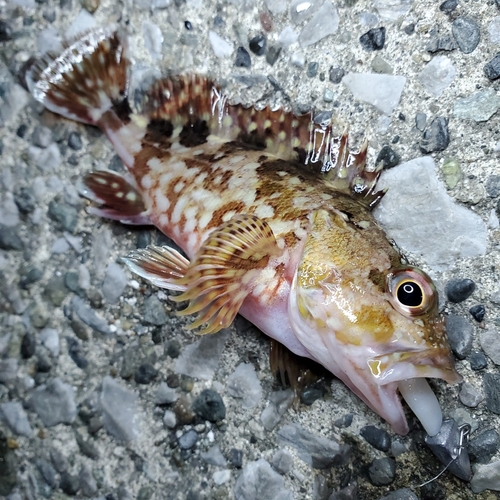 カサゴの釣果