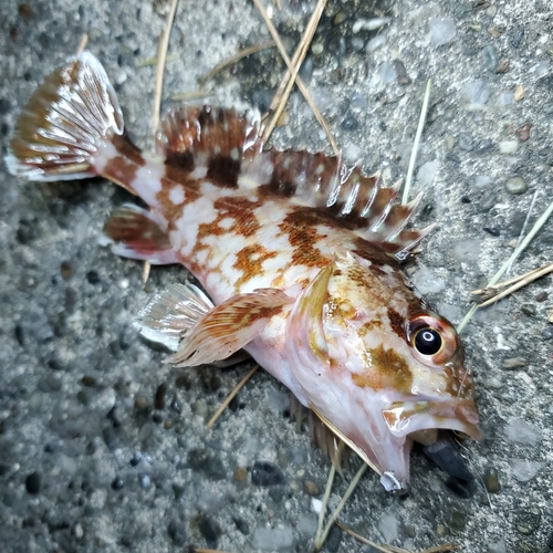 カサゴの釣果