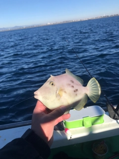 カワハギの釣果