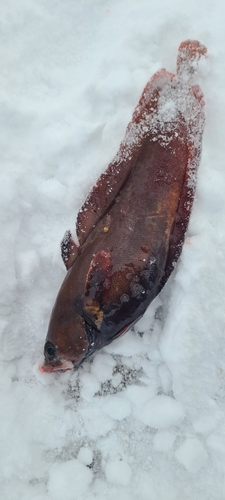 ドンコの釣果