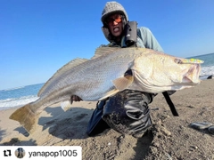 オオニベの釣果