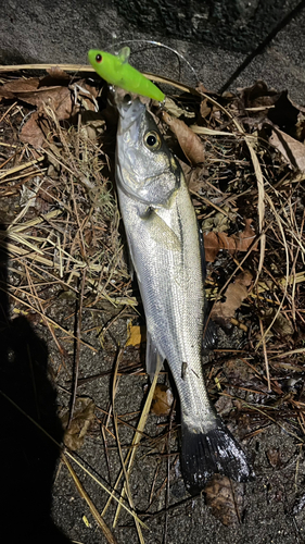 セイゴ（ヒラスズキ）の釣果