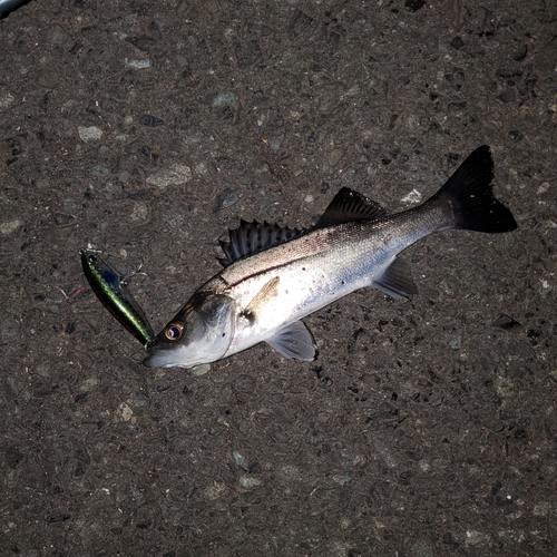 シーバスの釣果