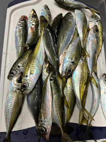 アジの釣果