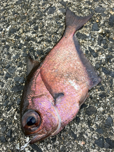 ミナミハタンポの釣果