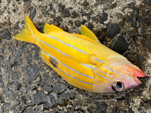 ロクセンフエダイの釣果