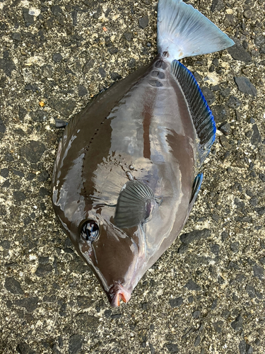 ニザダイの釣果