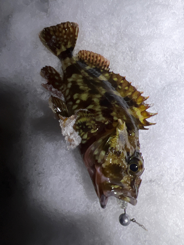 カサゴの釣果