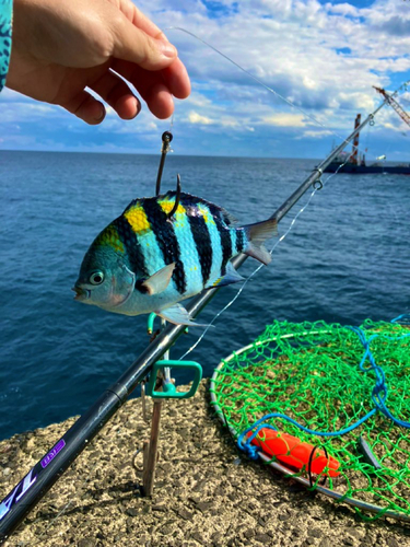 オヤビッチャの釣果