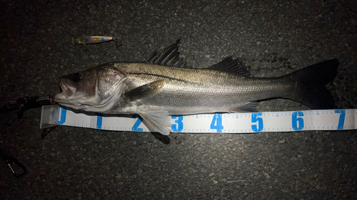 シーバスの釣果