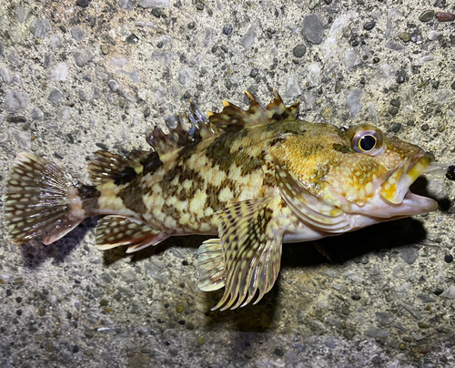 カサゴの釣果