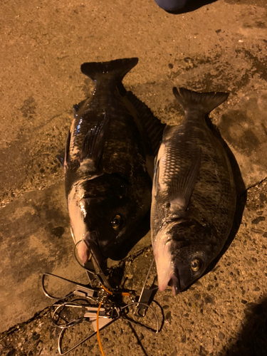 クロダイの釣果