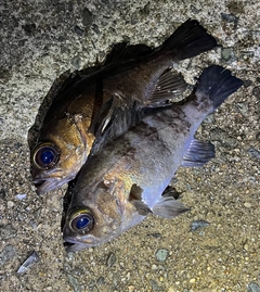 メバルの釣果