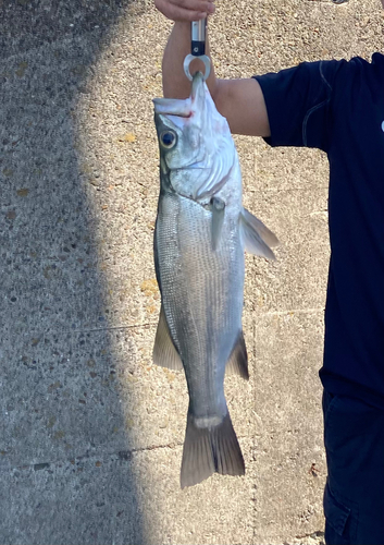 ヒラスズキの釣果