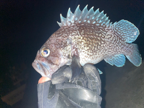 マゾイの釣果