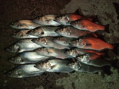 シーバスの釣果