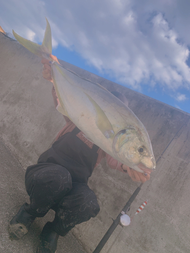 シマアジの釣果