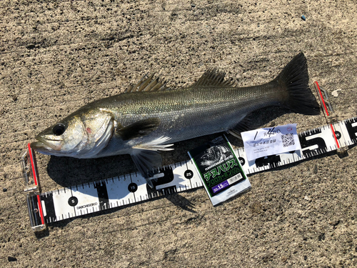 ハネ（マルスズキ）の釣果