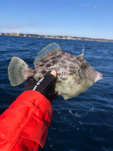 カワハギの釣果