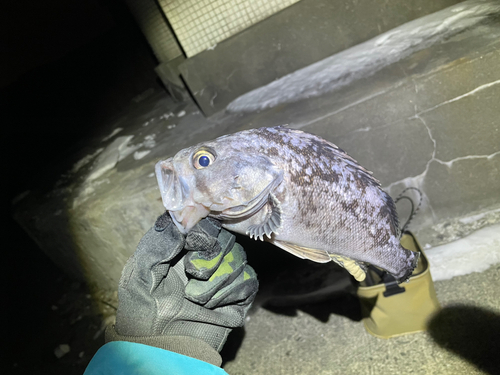 クロソイの釣果