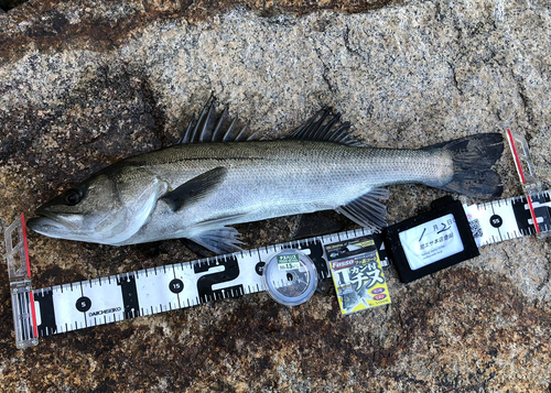 ハネ（マルスズキ）の釣果