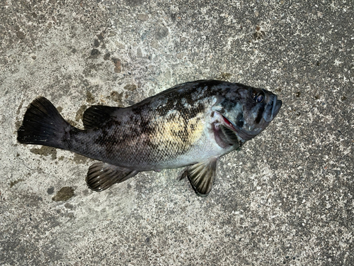 クロソイの釣果