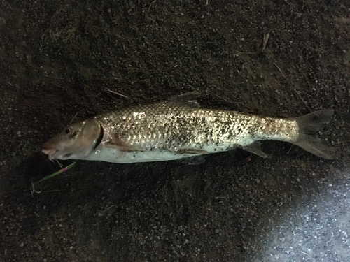 ニゴイの釣果