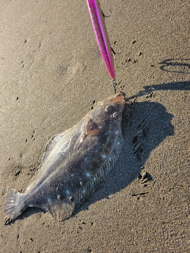 ソゲの釣果