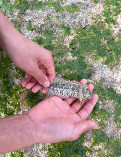 ギンポの釣果