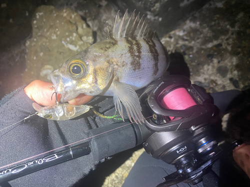 クロメバルの釣果