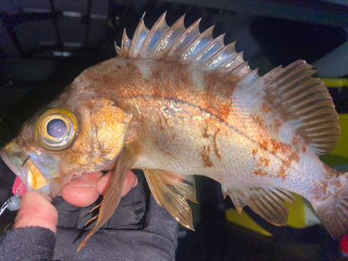 クロメバルの釣果