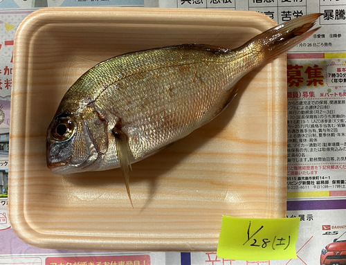 タイの釣果