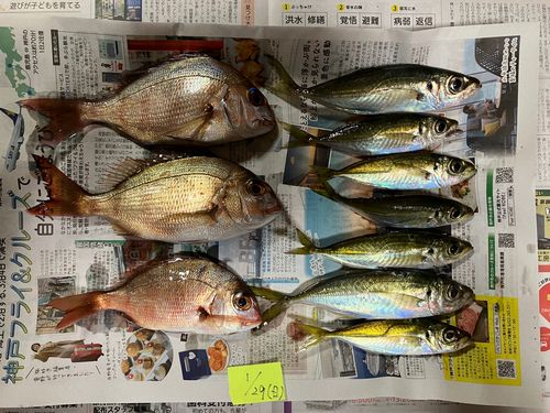 アジの釣果