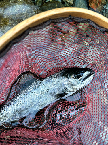 サクラマスの釣果