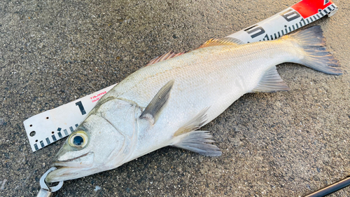 ヒラスズキの釣果