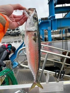 サバの釣果