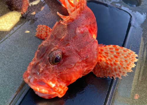 ケンサキイカの釣果