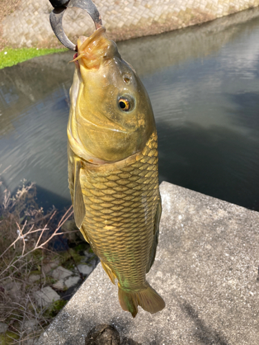 コイの釣果