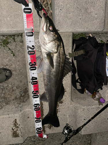 シーバスの釣果