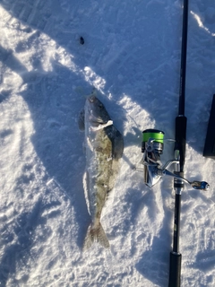 ホッケの釣果