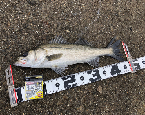 ハネ（マルスズキ）の釣果