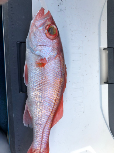 アカムツの釣果