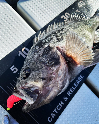 クロソイの釣果