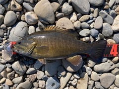 スモールマウスバスの釣果