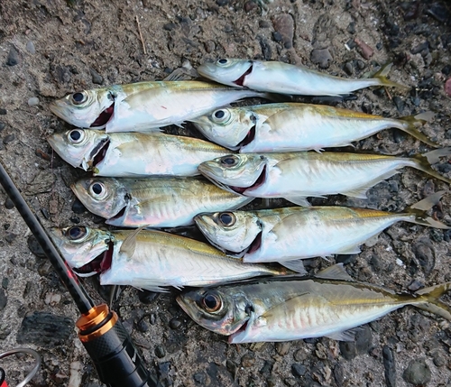 アジの釣果