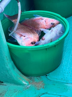 マダイの釣果