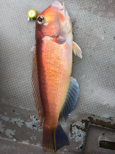 アマダイの釣果