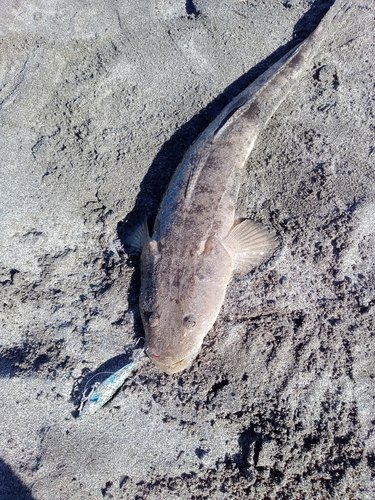 マゴチの釣果