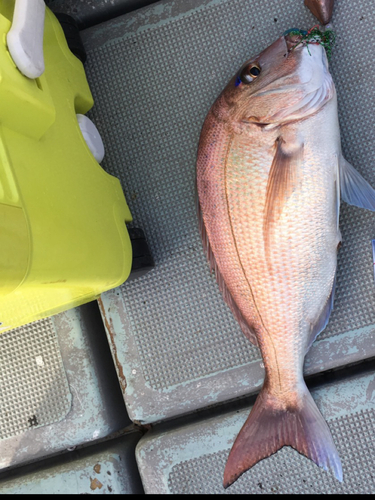 マダイの釣果