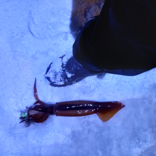 スルメイカの釣果